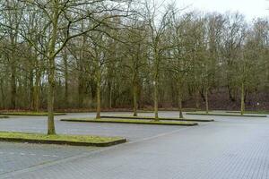 des arbres dans le voiture parc photo