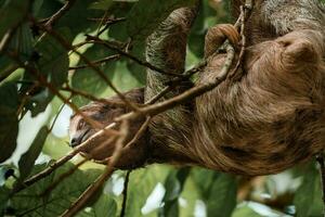 mignonne la paresse pendaison sur arbre branche. parfait portrait de sauvage animal dans le forêt tropicale de costa rica. photo