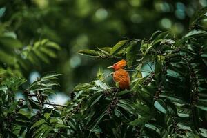 de couleur marron Pivert, celeus castaneus, vigueur oiseau avec rouge visage de costa rica. photo