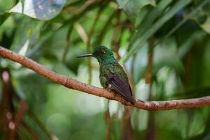 concentrer sélection. colibri dans le pluie forêt de costa rica photo