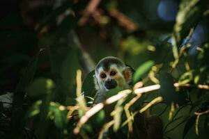 à tête blanche capucin, noir singe séance sur arbre branche dans le foncé tropical forêt. photo