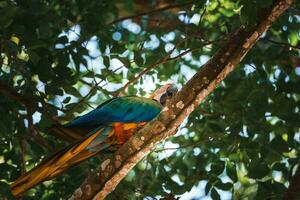 rouge perroquet dans vert végétation. écarlate ara, ara macao, dans foncé vert tropical forêt photo