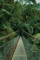 pendaison pont, Monteverde nuage forêt, costa rica photo