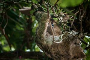 mignonne la paresse pendaison sur arbre branche. parfait portrait de sauvage animal dans le forêt tropicale de costa rica. photo