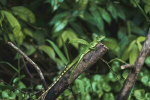 femelle vert empanaché basilic lézard sur branche à tortuguer nationale parc photo