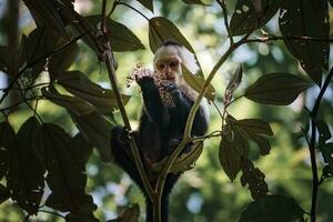 à tête blanche capucin, noir singe séance sur arbre branche dans le foncé tropical forêt. photo