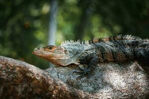 portrait de un iguane dans profil. exotique iguane. iguane portrait photo