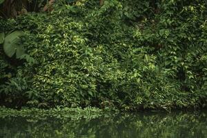 dense jungle entourant le tortuguer rivière dans costa rica photo