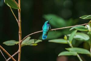 concentrer sélection. colibri dans le pluie forêt de costa rica photo