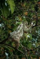 mignonne la paresse pendaison sur arbre branche. parfait portrait de sauvage animal dans le forêt tropicale de costa rica. photo