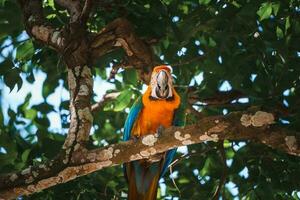 rouge perroquet dans vert végétation. écarlate ara, ara macao, dans foncé vert tropical forêt photo