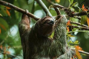 mignonne la paresse pendaison sur arbre branche. parfait portrait de sauvage animal dans le forêt tropicale de costa rica. photo