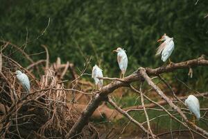 blanc bétail aigrettes se percher sur tiges dans forêt à costa rica photo