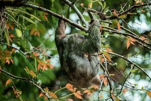 mignonne la paresse pendaison sur arbre branche. parfait portrait de sauvage animal dans le forêt tropicale de costa rica. photo