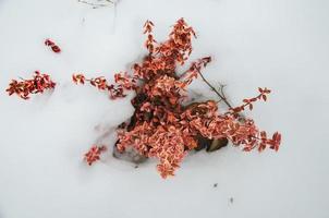 Euonymus fortunei de couleur rouge dans la neige