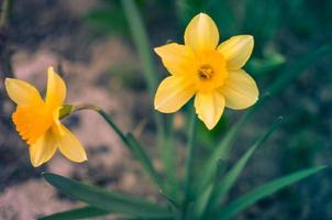 Fleur de narcisse jonquille jaune au printemps photo
