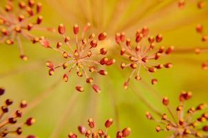 Bug sur gros plan de fleur d'aneth photo