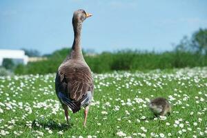 meilleur proche en haut image de mignonne et magnifique l'eau des oiseaux à caldecotte Lac de Milton Keynes ville de Angleterre génial Grande-Bretagne, image a été capturé sur 21-mai-2023 photo