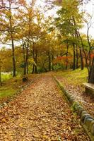 couleurs d'automne à nagatoro saitama photo