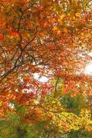 couleurs d'automne à nagatoro saitama photo