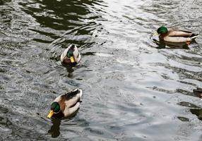 trois canards nageurs