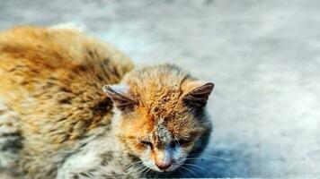 très triste égarer cheveux courts chat mensonges vers le bas sur cour. photo