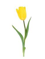 une tulipe jaune isolé sur fond blanc