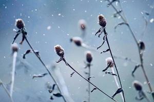 neige sur les plantes en hiver photo