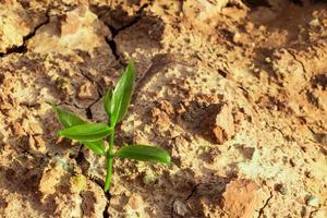 la pousse survit sur un sol fissuré dans un environnement aride