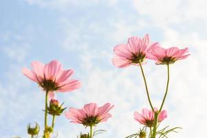 Cosmos rose cosmos sulphureus avec translucide à pétale et ciel bleu nuageux photo