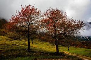 arbres jumeaux en automne photo