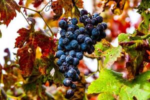 raisins d'automne zéro photo