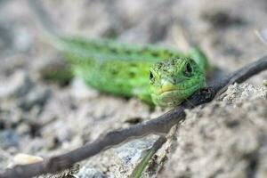 macro portrait de une vert le sable lézard. photo