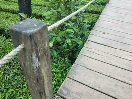 photo de une en bois pont dans le milieu de une thé plantation