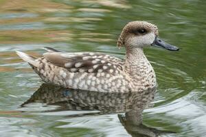 marbré canard, ou marbré sarcelle, marmaronnette angustirostris, nager sur une lac. photo