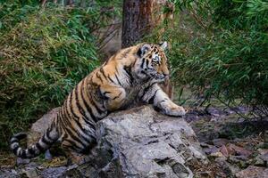 petit tigre de sibérie, panthera tigris altaica photo