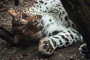 persan léopard, panthera pardus saxicolore photo