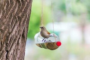 mangeoires et buveurs pour des oiseaux fabriqué avec recyclé Plastique bouteilles photo