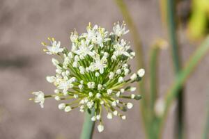 détail vue de blanc oignon fleur dans le légume jardin photo