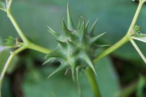 des fruits de datura ferox cette grandir sauvage, connu comme toloache ou camico photo