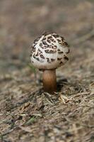 sauvage marron et blanc champignon photo