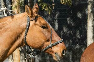 magnifique national les chevaux dans le argentin campagne photo