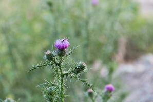 en haut proche sauvage Lait chardon fleurs photo