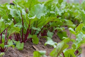 betterave plantation dans le biologique jardin serre photo