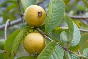 Frais goyave dans le biologique jardin plante photo