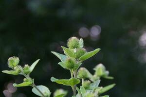 en haut proche bardane feuilles croissance sauvage photo