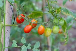 plantation de tomates dans le biologique jardin photo