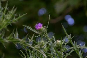 en haut proche sauvage Lait chardon fleurs photo