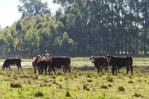 vaches pâturage dans le vert argentin campagne photo