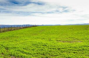 trébol plantation pour fourrage dans le montagnes photo